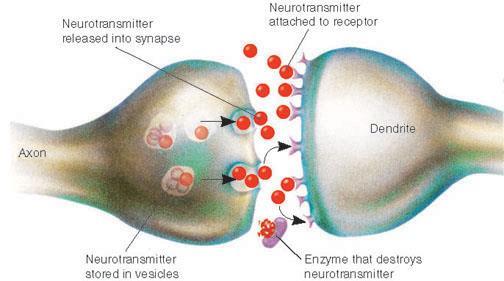 Synapse slouží k jednosměrnému přenosu signálů mezi neurony nebo neuronem a