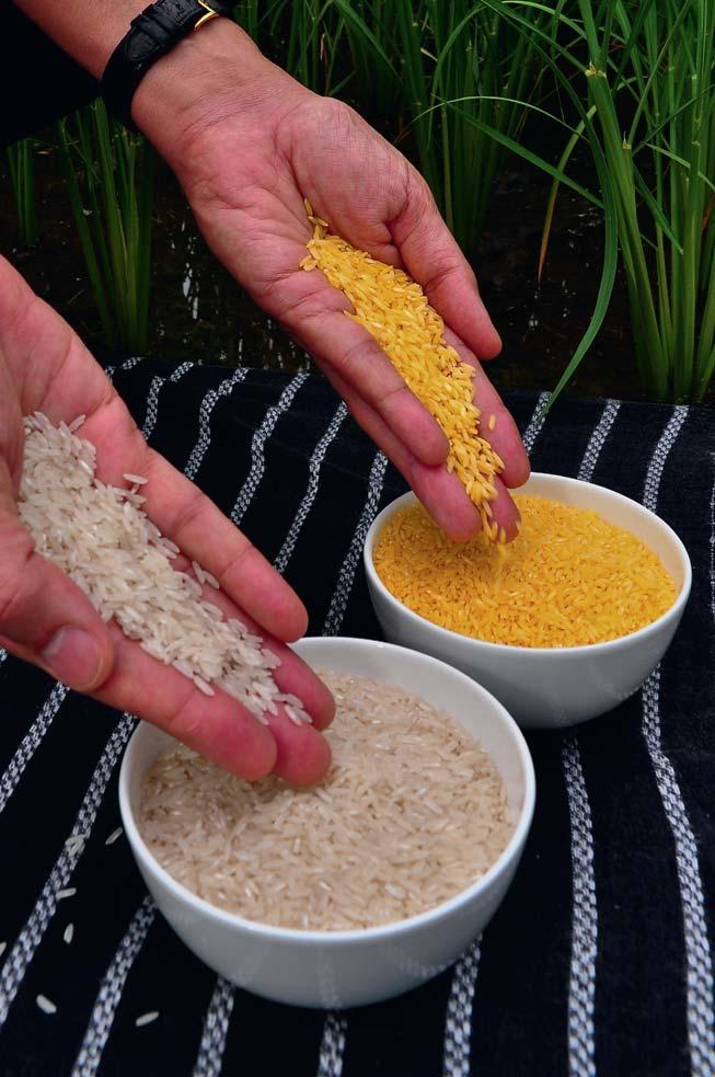 zlatá rýže - GMO rýže se zvýšeným obsahem beta-karotenu (geny pro biosyntetickou