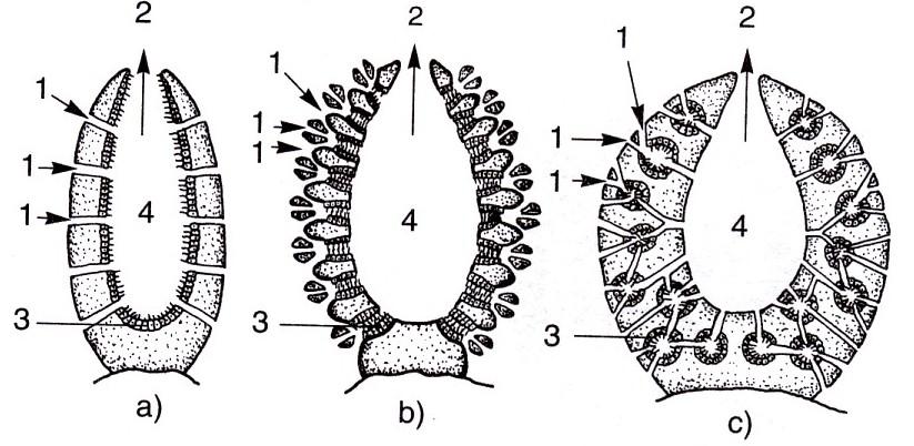 - porocyty, 8 - centrální (oskulární) dutina. Zdroj: Jelínek, J., Zicháček, V.: Biologie pro gymnázia, Nakladatelství Olomouc, Olomouc, 2006.