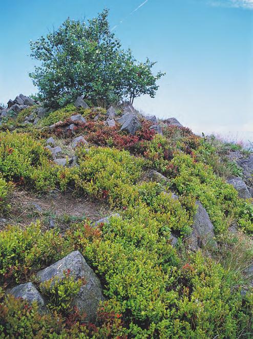 TEF02 Calamagrostio arundinaceae- -Vaccinietum myrtilli Sýkora 1972* Brusnicová vegetace lesního stupně Struktura a druhové složení.