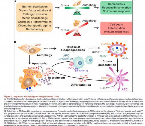 Mrtvé ADC uvolňují intaktní autophagosom s obsahem antgenů patogenů, HSP, HMGB 1 Autofagie a antgen donor cells SIGNÁLY fnd me uvolnění