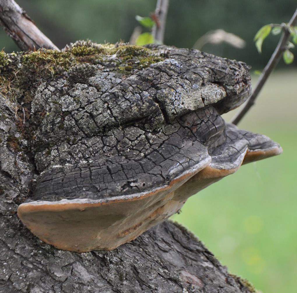 Dřevní houby v arboristické praxi Ohňovec ovocný (Phellinus pomaceus) Jak už říká český název, tohoto ohňovce nacházíme poměrně často na řadě ovocných stromů - zejména na v minulosti pěstebně