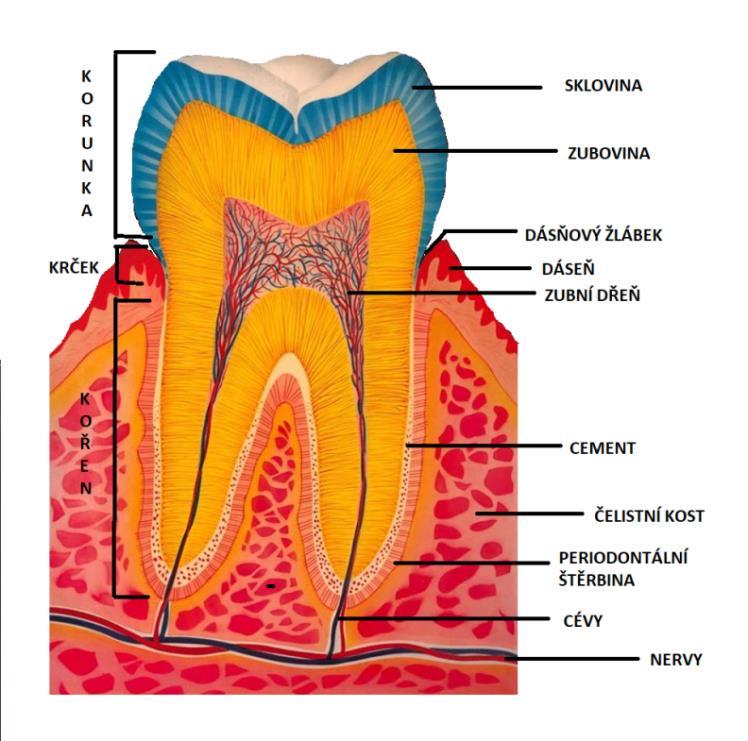 zubu rozeznáváme korunku, krček a kořen. Zub se skládá celkem ze čtyř následujících tvrdých tkání sklovina, zubovina, cement a zubní dřeň (1,2,7). Obrázek 1: Popis zubu a parodontu. Zdroj: vlastní 1.