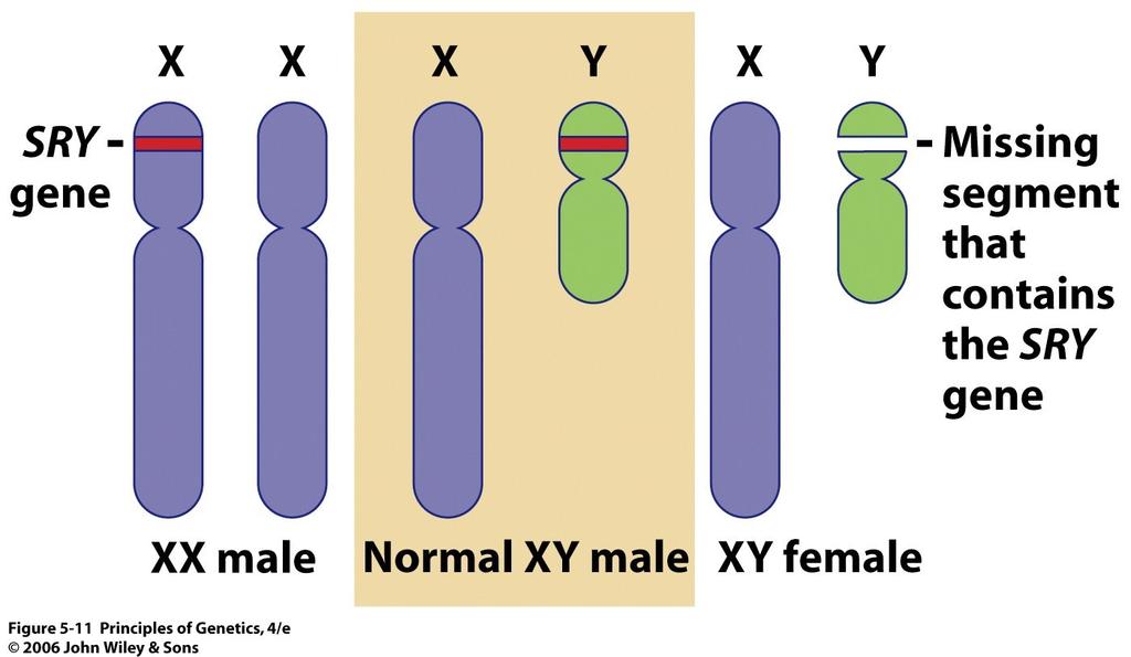 Molekulární mechanismy určení pohlaví Savci O pohlaví rozhoduje gen Sry na chromosomu Y Jeho aktivita vede k