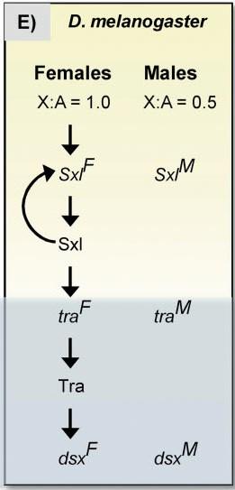 Molekulární mechanismy určení pohlaví Drosofila Důležitý poměr počtu X chromosomů k autosomům Genotyp poměr X:A fenotyp 1X 2A 0,5 samec 2X 2A 1,0 samice 3X 4A 0,75 intersex 2X 3A