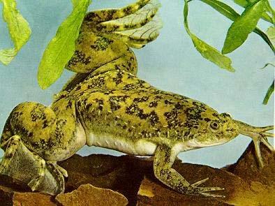 Molekulární mechanismy určení pohlaví u obratlovců Drápatka vodní (Xenopus laevis) Genem