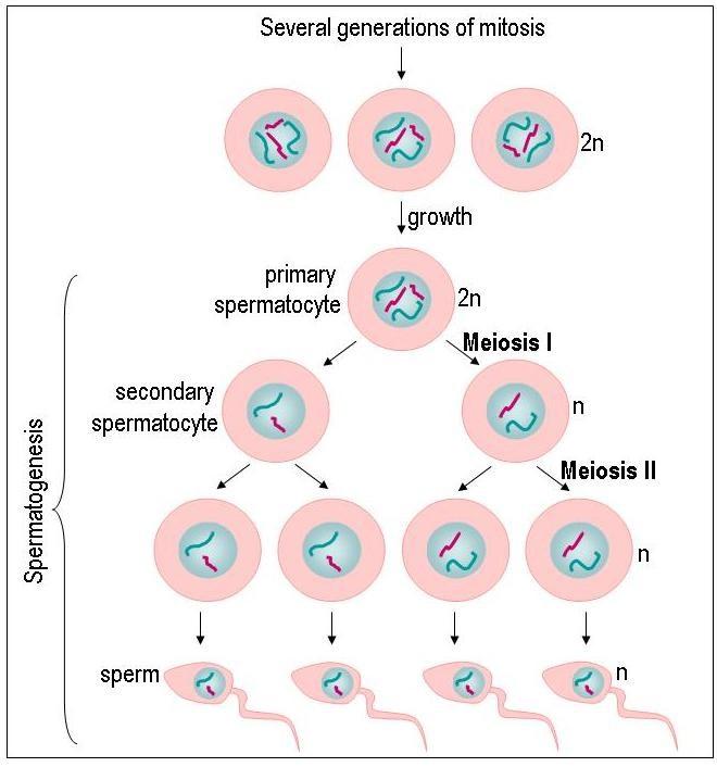 Inaktivace XY během spermatogeneze u savců K inaktivaci dochází během profáze 1. meiotického dělení ve fázi pachytene (tj. kdy párují a rekombinují homologní chromosomy). Po skončení 1.