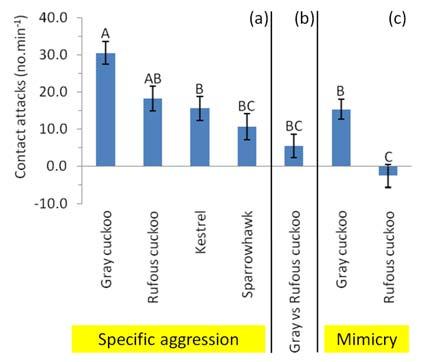 Agresivita: morfy vs.