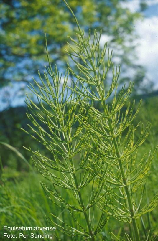 třída: Equisetopsida (přesličky) Equisetum arvense (přeslička