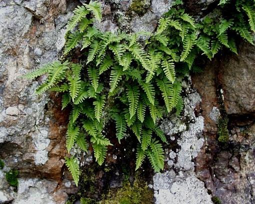 Polypodium vulgare (osladič obecný)