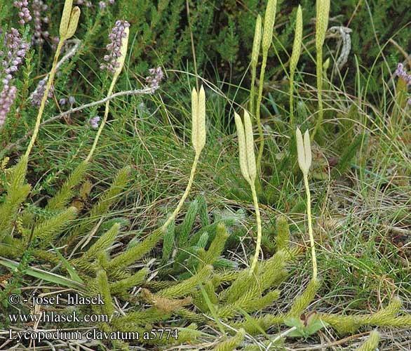 třída: Lycopodiopsida - listy bez linguly - sporangia izosporická Lycopodium clavatum (plavuň vidlačka) - pseudomonopodiálně větvený stonek, silnější větve rostou horizontálně v jednom směru a