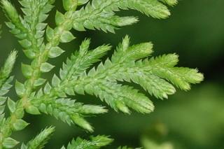 org Selaginella martensii - ze stonku vyrůstají větévky - na nich pozitivně geotropicky orientované