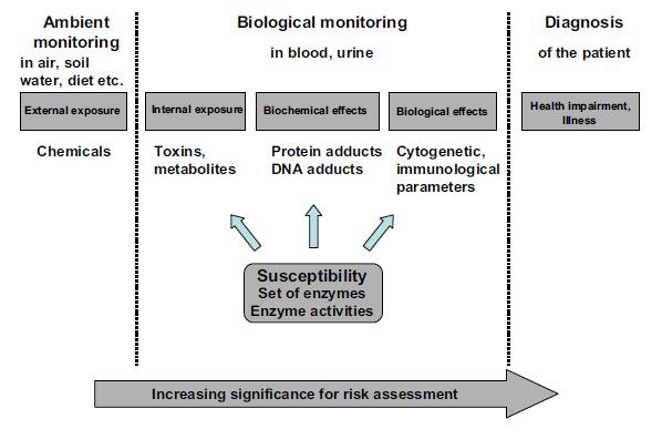 Obrázek 2: Schéma složek humánního biomonitoringu (Angerer 2007). Humánní biomonitoring může poskytovat mnoho informací o možném zdravotním poškození organizmu (Esteban 2009).