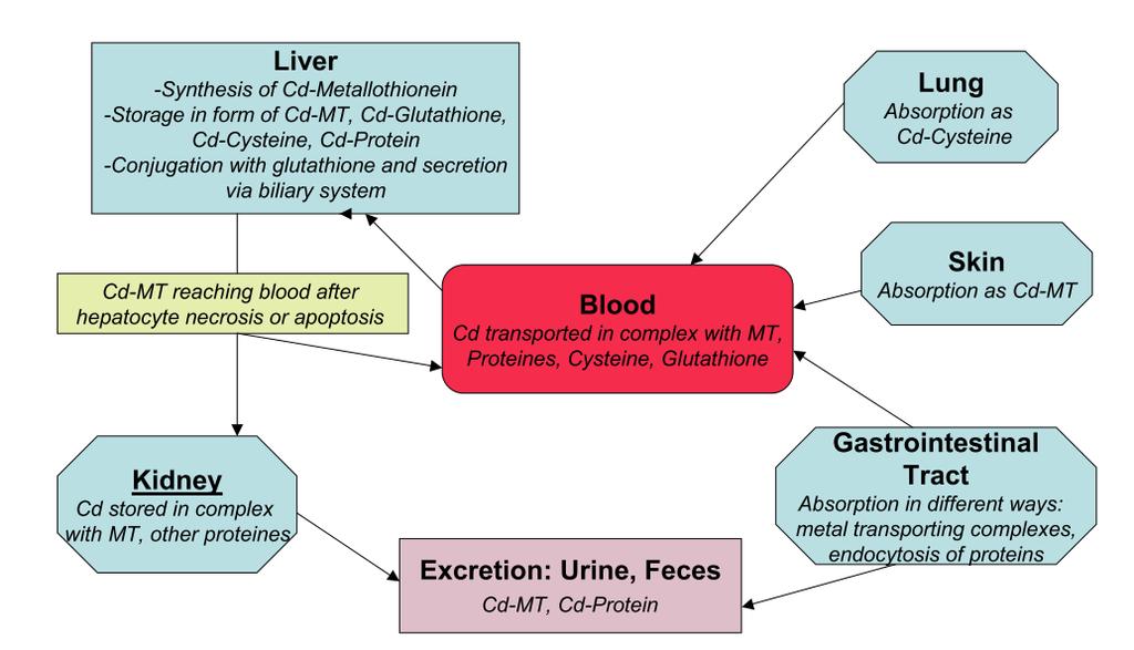 proteinů, vitamínu D, kalcia a stopových prvků jako je zinek a měď. Ke snížení absorpce kadmia v GIT napomáhá dostatečný příjem vlákniny.