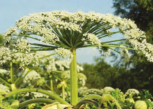 Samotné výpary z pokosených rostlin mohou vyvolat pálení v krku, závratě, nevolnost a slzení. Bolševník velkolepý (Heracleum mantegazzianum) Jedinci tohoto druhu mohou dosahovat výšky až 5 m.