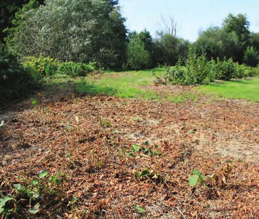 orgánů. Seč by měla být provedena před tím, než rostliny dosáhnou výšky 40 cm, aby bylo možné plochy bez větší námahy kosit.