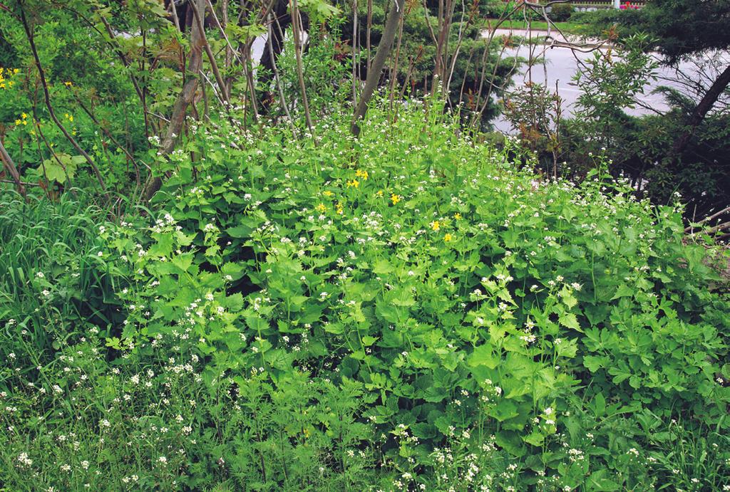 Geo urbani-alliarion petiolatae přítula (Galium aparine). Místy se s větší pokryvností vyskytuje netýkavka malokvětá (Impatiens parviflora).