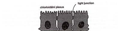 HEMATOENCEFALICKÁ BARIÉRA (HEB) 1. Přítomnost pravých tight junction v endotelu kapilár 2. Absence fenestrací ve stěně kapilár 3.