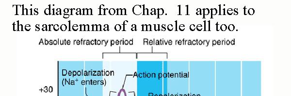 Změny dráždivosti vyvolané vzruchem Absolutní refrakterní fáze období hrotového potenciálu, jakkoliv intenzivní stimulace