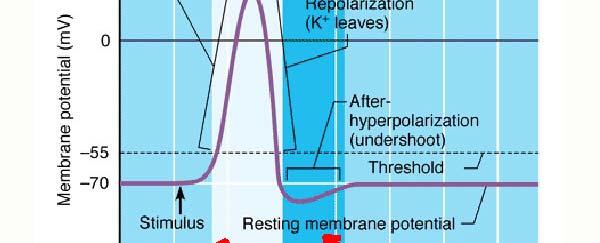hrotového potenciálu, AP potenciál lze vyvolat intenzivnějším podnětem než normálně (supranormální) - část napěťově