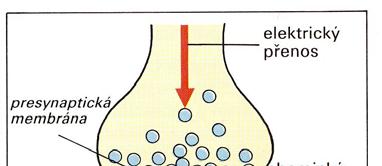 Obecné schéma chemické transmise: 1. Syntéza mediátoru v presynaptickém útvaru 2. Skladování mediátoru v presynaptickém útvaru a jeho výdej do synaptické štěrbiny 3.