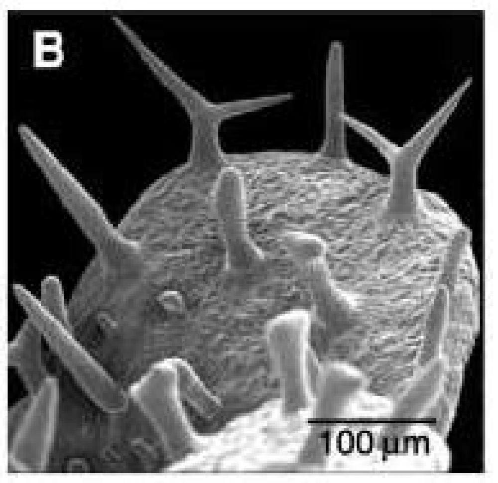 TUBULIN-FOLDING