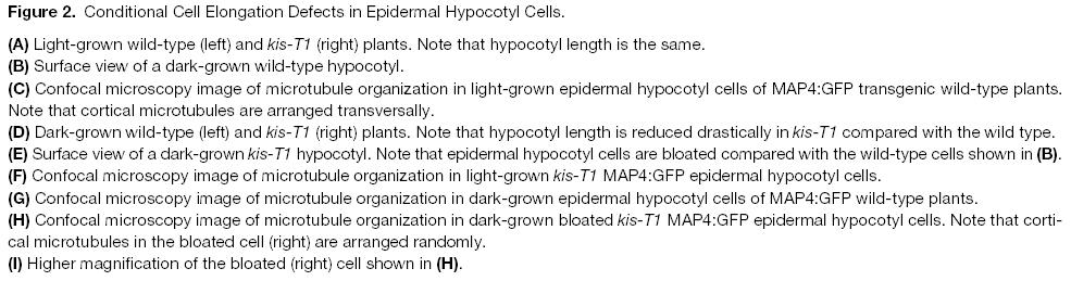 hypocotyl rapidně roste pak oproti