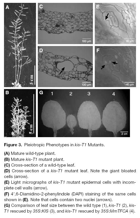 Hlavně u listů kis-t1 mutanta je vidět problém s buněčným