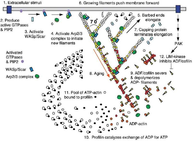 Obr. 2: Obrat aktinu ve vedoucím konci buňky (Pollard a Borisy, 2003). 6. Cofilin a jeho regulace Jedním z důležitých proteinů, účastnících se přestavby aktinového cytoskeletu, je cofilin.