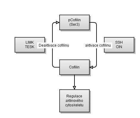 proteinkinázou p38 a fosforyluje serinový zbytek 323 proteinkinázy LIMK (Kobayashi et al., 2006).