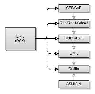 Obr. 6: Možnosti vstupu signální kaskády ERK do regulace signálních drah rodiny Rho GTPáz.