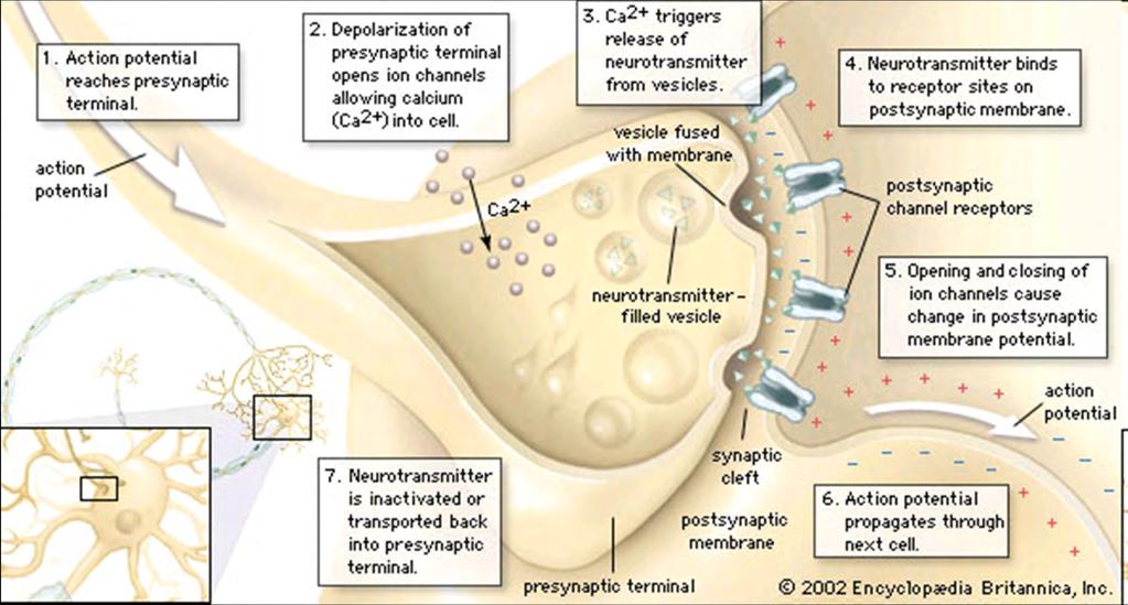 SYNAPSE