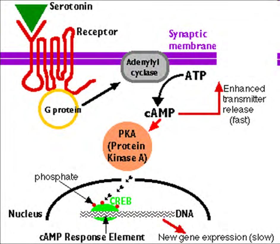 METABOTROPNÍ RECEPTORY Označovány též jako receptory spřažené s G proteiny (angl.