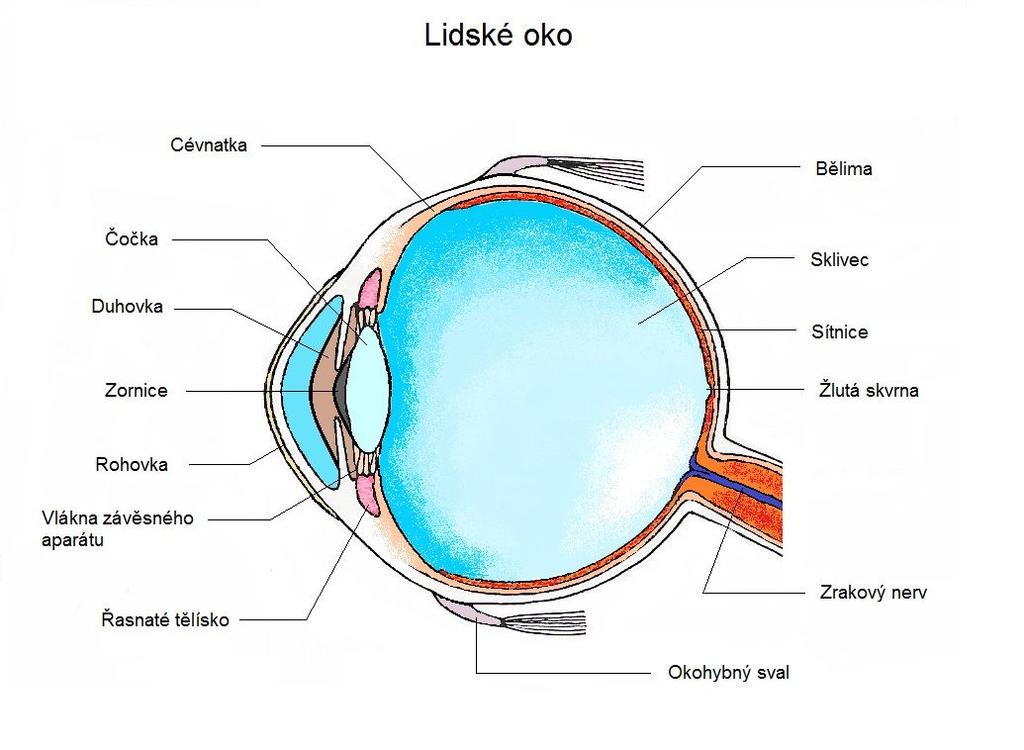 Oko Oko je velmi složitý optický přístroj, který umožňuje regulovat množství světla, ostřit a ve spojení s mozkem dopočítávat chybějící informace.