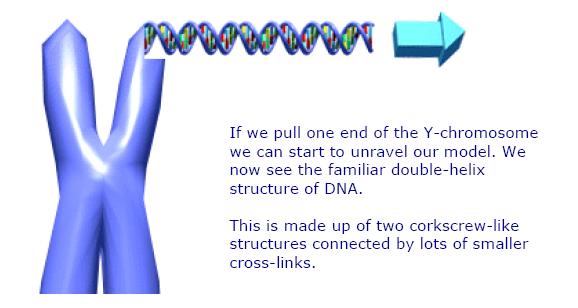 Mitochondriální DNA Pohlavní