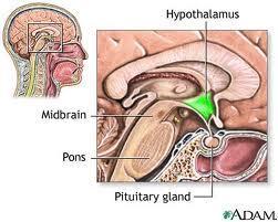 Centrum 24 hodinového rytmu Hypothalamus ( suprachiasmatické jádro) Druhy biorytmů : 1.