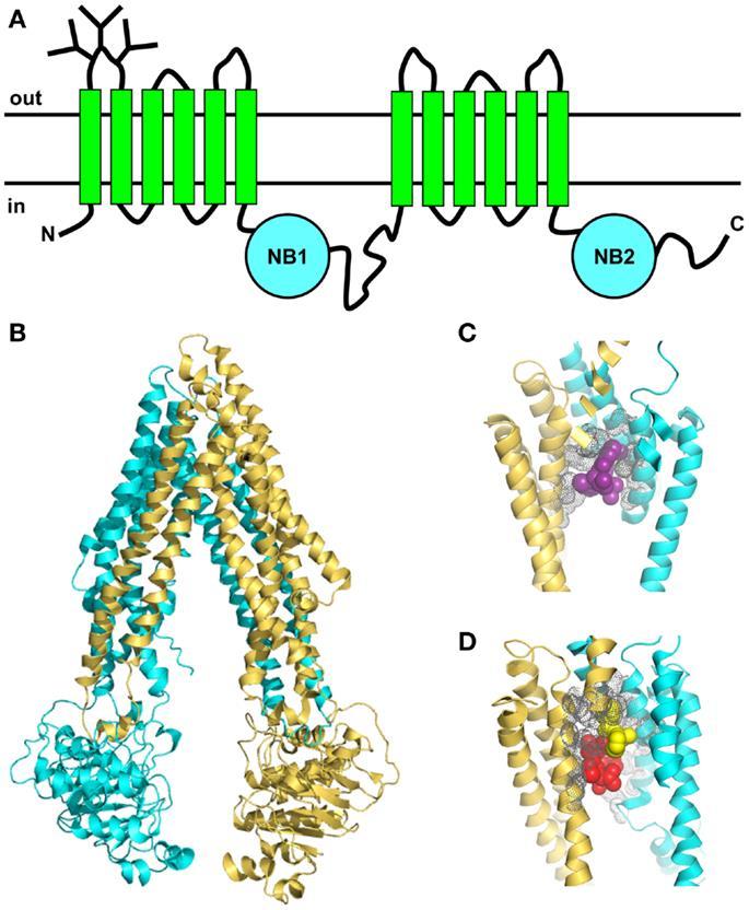 Fig. 3: Topology and X-ray crystal structure of P-gp. Adopted from (Sharom, 2014).