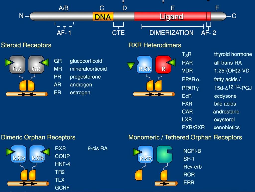 Fig. 5: Structural organization and classification of nuclear receptors. Adopted from (Olefsky, 2001).