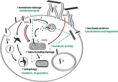 Fig. 9: Hypothetic model of graphene nanomaterial internalization and cytotoxicity. Adopted from (Lammel et al., 2013).