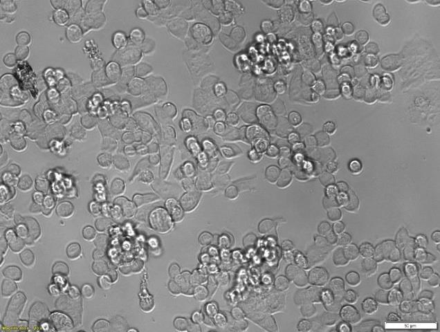 µm 50 µm GO: 2 µl/ml; >500 nm GO: 20 µl/ml;