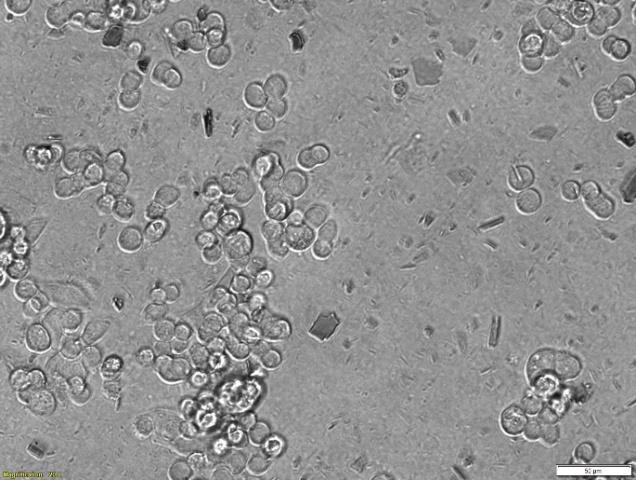 concentrations (range 0,002 µg/ml to 20 µg/ml)