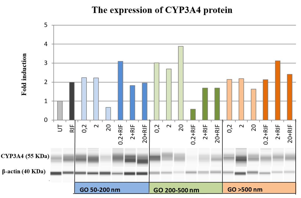 An increment of CYP3A4 protein level after 2 µg/ml GO (>500 nm) + RIF co-treatment was not statistically significant.