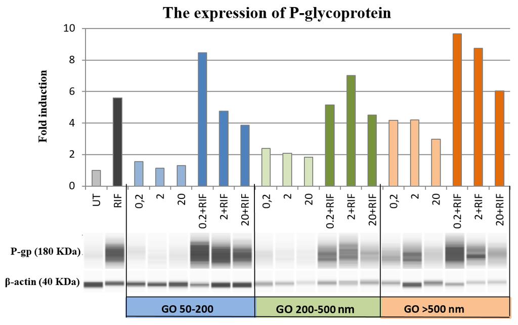 Rifampicin, the PXR agonist, caused a significant increase (5,6-fold) in P- glycoprotein expression (Fig. 17), while only a slight increment (2-fold) was detected in CYP3A4 protein level (Fig.