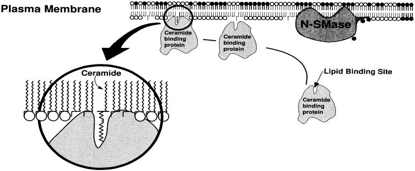 2.3.2.Funkce ceramidů jako druhých poslů při transdukci buněčných signálů Ceramidy jsou také obsaţeny v systémech transdukce intercelulárního signálu, regulující buněčnou diferenciaci, aktivaci,