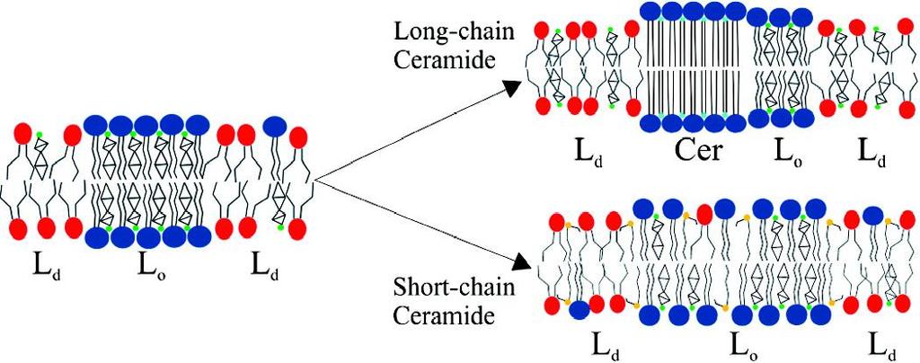 2.3.3.Působení krátko-řetězcových ceramidů na uspořádání lipidových domén Přirozeně se vyskytující dlouho-řetězcové ceramidy, označované také jako nerozpustné amfifily, jsou známy svou schopností