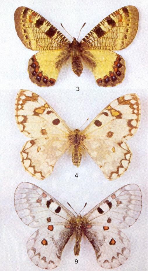 Lepidopterologický profil F.A. Nickerla F.A. Nickerl v roce 1846 popsal nový rod a nový druh z čeledi Papilioniodae (Parnassiinae), který nazval Ismene helios (druh je rozšířen v eremiální oblasti Přední Asie, hl.