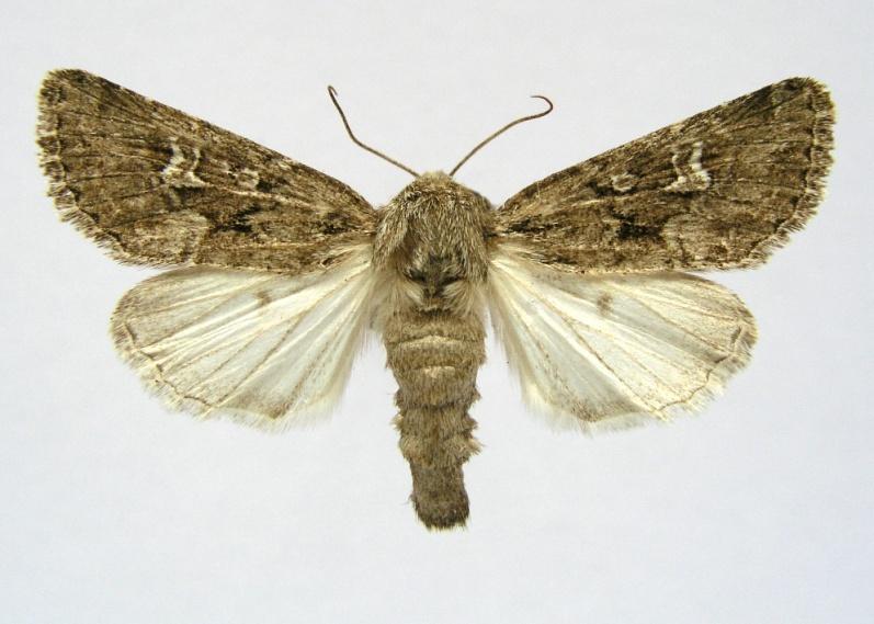 Lepidopterologický profil F.A. Nickerla Jako další zajímavost je možno uvést causu objevení známé pražské můry Luperina nickerlii (Freyer, 1845). Tento druh poprvé nalezl F.A. Nickerl na společné entomologické exkurzi s E.