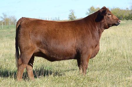 2011 Towaw Cattle Co LTD Porodní hmotnost: 44 kg Hmotnost v 205 dnech: 281 kg 504 kg Roční hmotnost: Frame 5 / ČR 3 38 cm PLEMENNÉ HODNOTY KANADA : POROD ODSTAV ROK MLÉKO Dcera: