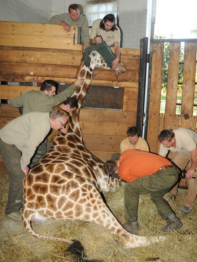 Lékařský zákrok musela ve čtvrtek 7. října v ranních hodinách podstoupit jedna z dvanácti žirafích samic chovaných v Zoo Olomouc.