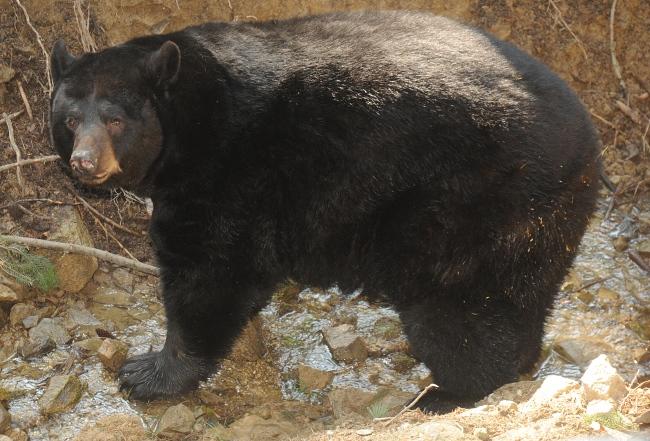 Soukromí chovatelé tento druh chovat nemohou. Čája obojková Vloženo: 15. 4. 2010 Tento druh v olomoucké zoo chováme od roku 1999.